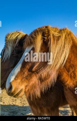 Chevaux Islandais, une race rustique utiliser pour le travail et le plaisir dans ce cheval-aimer la culture, le long de la côte sud de l'Islande Banque D'Images