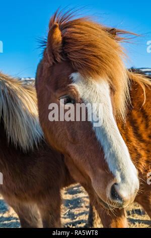 Chevaux Islandais, une race rustique utiliser pour le travail et le plaisir dans ce cheval-aimer la culture, le long de la côte sud de l'Islande Banque D'Images