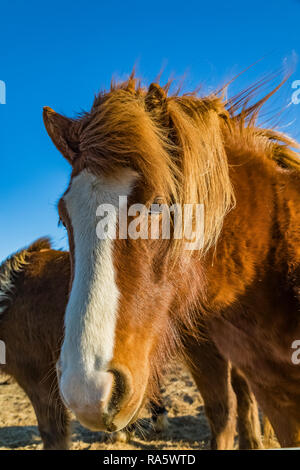 Chevaux Islandais, une race rustique utiliser pour le travail et le plaisir dans ce cheval-aimer la culture, le long de la côte sud de l'Islande Banque D'Images