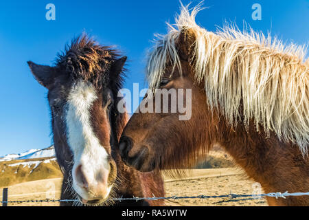 Chevaux Islandais, une race rustique utiliser pour le travail et le plaisir dans ce cheval-aimer la culture, le long de la côte sud de l'Islande Banque D'Images