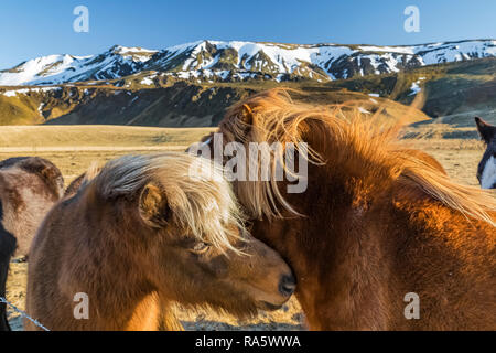 Chevaux Islandais, une race rustique utiliser pour le travail et le plaisir dans ce cheval-aimer la culture, le long de la côte sud de l'Islande Banque D'Images