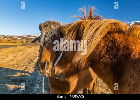 Chevaux Islandais, une race rustique utiliser pour le travail et le plaisir dans ce cheval-aimer la culture, le long de la côte sud de l'Islande Banque D'Images