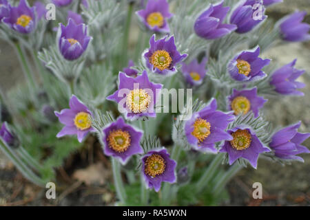 'Pulsatilla patens' - Crocus des prairies. Fleurs violettes close up. Banque D'Images