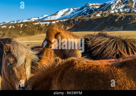 Chevaux Islandais, une race rustique utiliser pour le travail et le plaisir dans ce cheval-aimer la culture, le long de la côte sud de l'Islande Banque D'Images