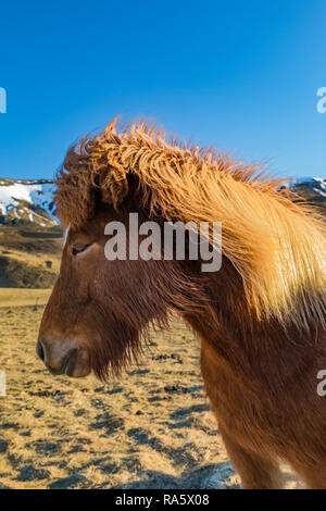 Chevaux Islandais, une race rustique utiliser pour le travail et le plaisir dans ce cheval-aimer la culture, le long de la côte sud de l'Islande Banque D'Images