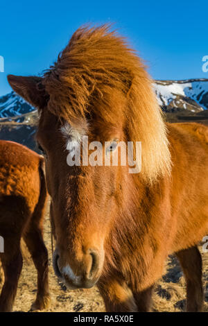 Chevaux Islandais, une race rustique utiliser pour le travail et le plaisir dans ce cheval-aimer la culture, le long de la côte sud de l'Islande Banque D'Images