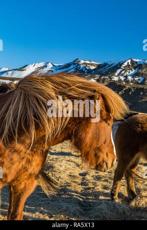 Chevaux Islandais, une race rustique utiliser pour le travail et le plaisir dans ce cheval-aimer la culture, le long de la côte sud de l'Islande Banque D'Images