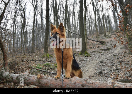 Portrait de la forêt de berger allemand de jeunes (poil long). Portrait plein air de chien. Banque D'Images