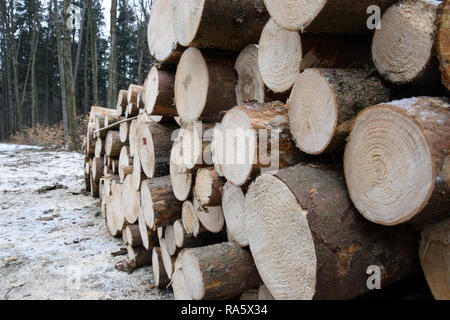 De vieux bois de sciage. Les arbres abattus dans la forêt. Banque D'Images