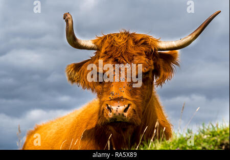 Highland cattle détendue avec vole sur sa tête au soleil en Ecosse Banque D'Images