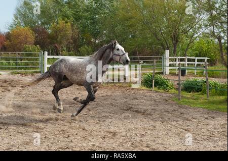 Cheval Camargue s'exécutant dans un corral, Bouches du Rhône, France, Europe Banque D'Images