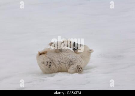 L'ours polaire (Ursus maritimus) cub allongée sur le dos, archipel du Svalbard, mer de Barents, Norvège, de l'Arctique Banque D'Images