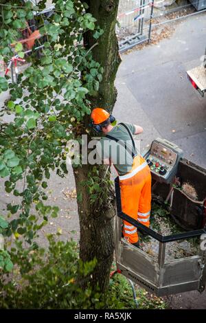 L'abattage d'arbres travaux d'éclaircie, les branches d'un arbre sur une rue, ouvrier d'une grue de levage de la flèche ou de couper le vieux et morts Banque D'Images