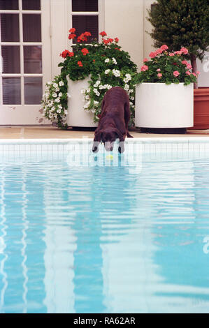 7/12/1998 Photographie de Buddy le chien atteint d'une balle de tennis Banque D'Images