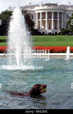 7/12/1998 Photographie de Buddy le chien de la Maison Blanche Piscine récupérer une balle de tennis Banque D'Images