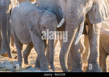 Bébé éléphant et troupeau à un étang Banque D'Images