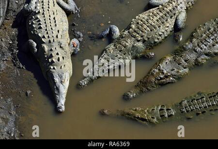 Les crocodiles dans Costa Rica Banque D'Images