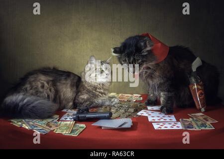 Cats playing cards Banque D'Images