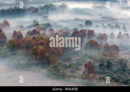 Paysage d'automne, la forêt brumeuse au lever du soleil Banque D'Images