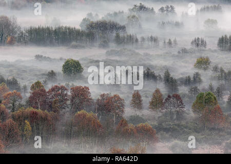 Paysage d'automne, la forêt brumeuse au lever du soleil Banque D'Images