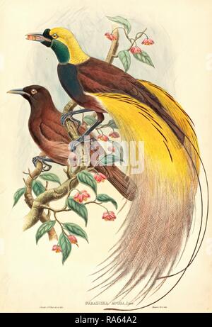 John Gould et W. Hart, britanniques (1804-1881), les Oiseaux du Paradis (Paradisea apoda), 1875-1888, publié à la main, repensé Banque D'Images