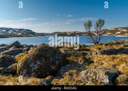 Un bouleau solitaire sur la rive d'un lac bleu dans une vallée entre les collines. La Norvège, autour Suleskard. Banque D'Images
