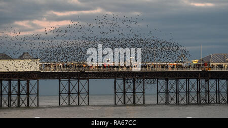 Brighton UK 1er janvier 2019 - l'etourneau sansonnet murmuration se déroule sur Palace Pier de Brighton au coucher du soleil après une belle après-midi sur la côte sud de Bretagne Crédit : Simon Dack/Alamy Live News Banque D'Images