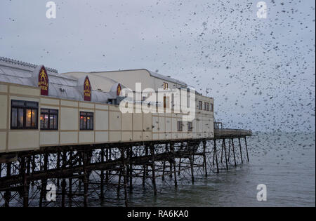 Troupeau de starling oiseaux au coucher du soleil par la Royal Pier par la station balnéaire d'Aberystwyth, Ceredigion, pays de Galles Banque D'Images