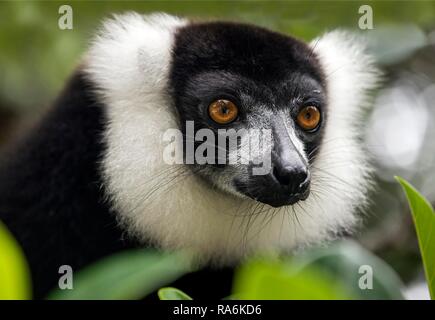 Noir et blanc de la gélinotte lemur (Le Varecia variegata), Ankanin Ny Nofy, Madagascar Banque D'Images