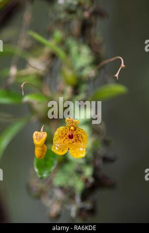 Wild Orchid (Bulbophyllum analamazoatrae), Parc National Andasibe, Madagascar Banque D'Images