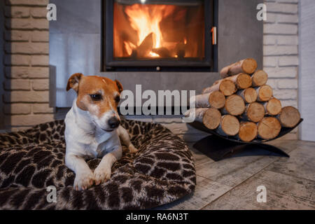 Jack Russel terrier dormir sur un tapis blanc près de la cheminée. Chien au repos. Hygge concept Banque D'Images