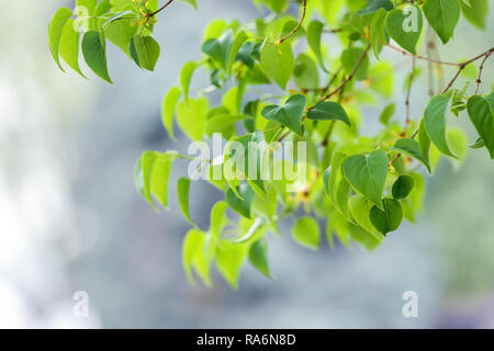 Les jeunes feuilles vert printemps sur les rameaux. Printemps nature background Banque D'Images