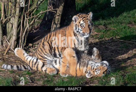 Tigres de l'amour mâle jouer-combats Banque D'Images