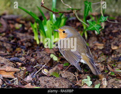 Robin européenne - Erithacus rubecula aux abords à chercher de la nourriture dans le jardin fraîchement effacée Banque D'Images