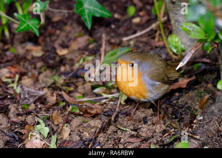 Robin européenne - Erithacus rubecula aux abords à chercher de la nourriture dans le jardin fraîchement effacée Banque D'Images