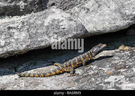 Crag du cap Lizard Banque D'Images