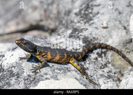 Crag du cap Lizard Banque D'Images