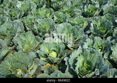 Rangées de chou frais plantes sur le terrain Banque D'Images