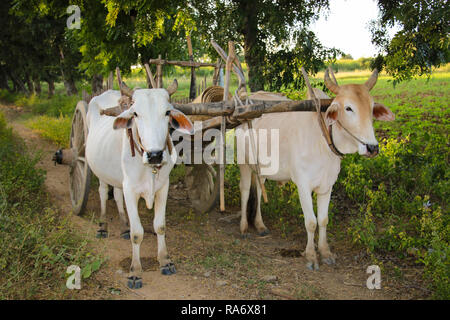 Transport rural birman avec deux boeufs et charrette à Bagan, Myanmar (Birmanie) Banque D'Images