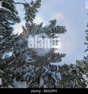 Hiver forêt de sapins dans les montagnes au crépuscule au coucher du soleil à l'heure bleue petite planète panorama 360 Banque D'Images