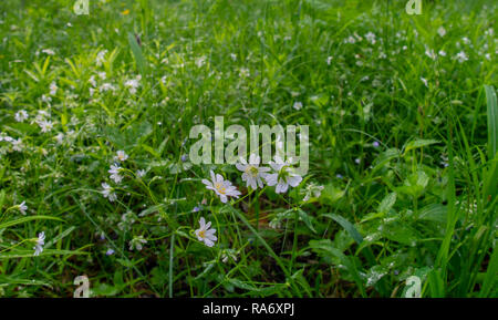 Au début du printemps la première fleurs blanches de la forêt, belle Banque D'Images