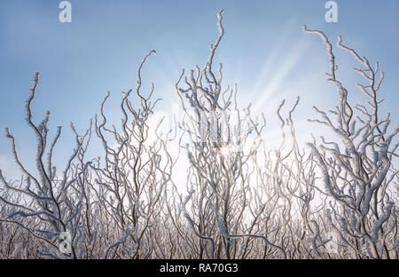 Les rameaux de saules tire-bouchon torsadé recouvert de givre blanc cristaux sur une froide journée d'hiver ensoleillée, Allemagne Banque D'Images