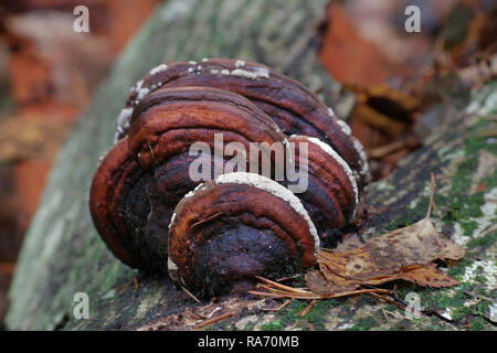 Coussin ocre, Hypocrea pulvinata, croissante comme un parasite sur la ceinture rouge conk, Fomitopsis pinicola. Banque D'Images