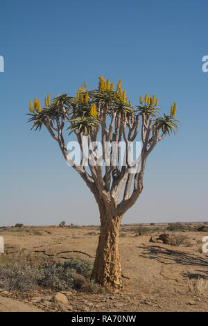 Dans le Quiver Tree désert namibien Banque D'Images