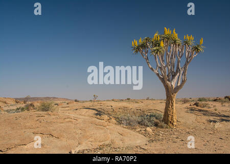 Dans le Quiver Tree désert namibien Banque D'Images