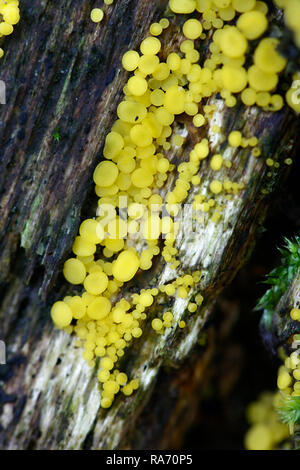 Bisporella citrina, communément connu sous le nom de fée jaune citron ou tasses discos Banque D'Images