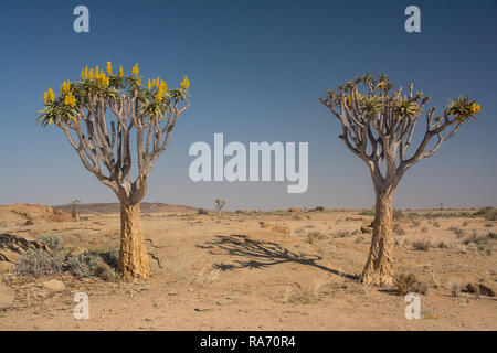 Dans le Quiver Tree désert namibien Banque D'Images