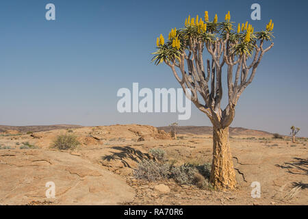 Dans le Quiver Tree désert namibien Banque D'Images