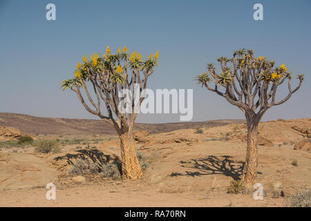 Dans le Quiver Tree désert namibien Banque D'Images