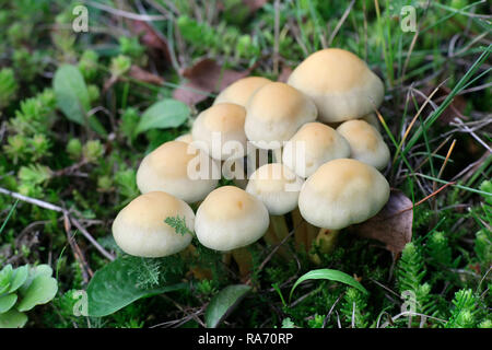 Touffe de conifères, Hypholoma capnoides champignons comestibles, un champignon sauvage de la Finlande Banque D'Images